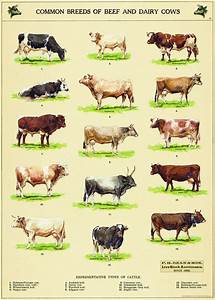 Poster Inpakpapier Cow Chart Cavallini Co Meerleuks Dairy Cow