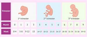 Pregnancy Stages Week To Month And Trimester Conversion Chart