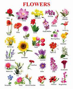Flowers Name Chart Toppers Bulletin Flower Images With Name