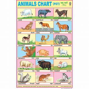 Animals Chart Pet Chart Size 50 X 75 Cms