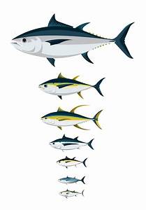 All The Tunas Vector Illustrations On Student Show