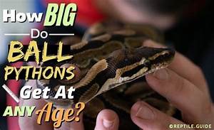 Ball Python Archives Reptile Guide