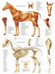 Elle Worksheet 18 Pferd Anatomie Arbeitsblätter References