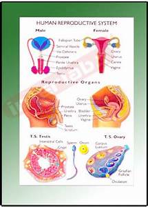  Kersey E Portfolio Bio211 Objective 79 Structures Of The