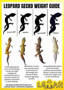 Visual Guide Leopard Gecko Weight And Size R Leopardgeckosadvanced