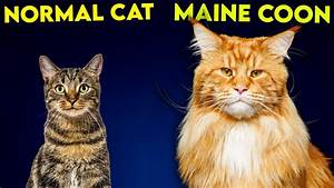 Maine Coon Size Chart