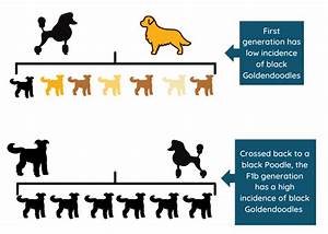 Black Goldendoodle Breed Profile Information Spiritdog Training