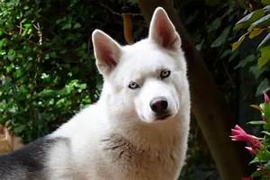 Siberian Husky Colors Learn About The Amazing Color Variety In