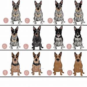 Australian Cattle Dog Size Chart Ubicaciondepersonas Cdmx Gob Mx