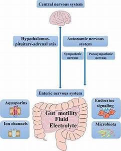 Frontiers Action Mode Of Gut Motility Fluid And Electrolyte