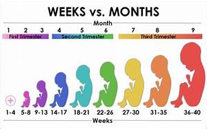 19 Weeks How Many Months Babycenter