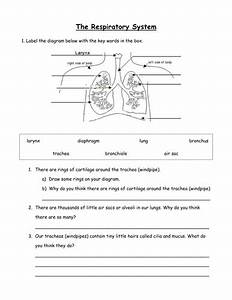 Respiration System Teaching Resources
