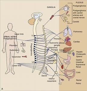  Types And Viscerogenic Patterns Musculoskeletal Key