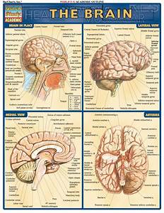 Brain Reference Guide Ebook Rental Brain Science Brain Anatomy