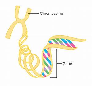 Dna Diagram Gene
