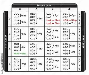 Table Of Codons The Genetic Code Of Human Infographic Diagram
