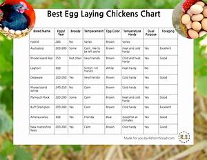 Homesteader 39 S Elite Best Egg Laying Chickens Egg Laying Chickens
