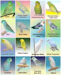 Pacific Parrotlet Color Mutation Chart Parrotlet Pacific Parrotlet