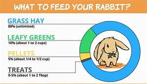 Rabbit Care The Complete Guide