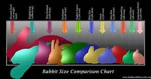 Rabbit Size Comparison Chart Always Learning Pinterest