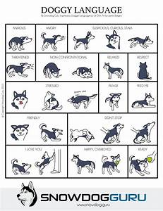  Language Poster Dog Body Language Husky Dogs Dog Language