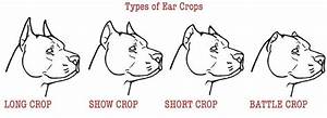 Types Of Ear Crops In 2022 Doberman Ear Cropping Pitbulls Dog Ear