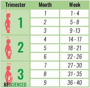 How Many Months Is 23 Weeks Babycenter
