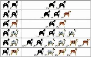 Australian Shepherd Color Genetics Charts This Is Actually Really