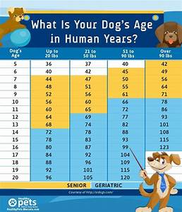 Pin By Diana L On Doggiestuff Dog Ages Dog Age Chart Canine Care