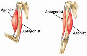 Antagonistic Muscles Key Stage Wiki