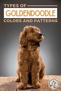 Brown Black White Other Types Of Rare Goldendoodle Colors