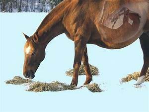Adjusting Rations For Mares In Late Pregnancy Pegus Horsefeed