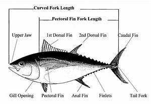 Montauk Marine Basin How To Determine The Weight Of A Tuna