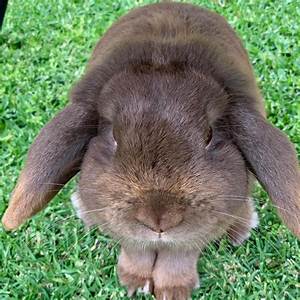 Holland Lop Color Guide Hickory Ridge Hollands