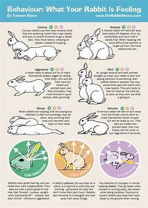 Image By Jared Schnabl On Flemish Giant Bunnies Rabbit Behavior