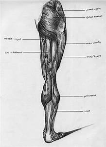 Leg Back Muscle Chart By Badfish81 On Deviantart