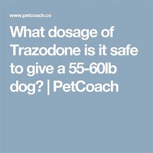How Much Trazodone Can You Give A Dog Dogs Dog Health Thunder Phobia