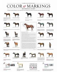 Image Result For Animal Coat Colour Chart Horse Breeds Horses Horse