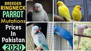 Ringneck Six Mutations Prices Ringneck Parrot Breeder Pair Price In