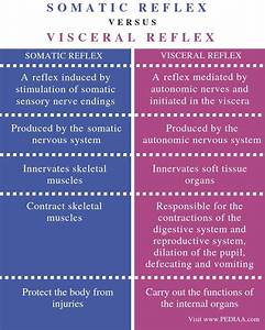 What Is The Difference Between Somatic And Visceral Reflex Pediaa Com