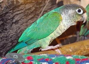 Turquoise Green Cheek Conure For Adoption Go Green Collections