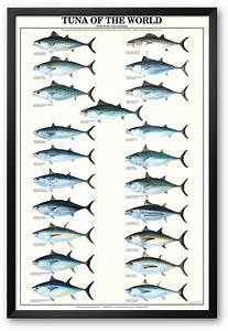 Art Com Tuna Of The World Quot Framed Art Print Fish Chart Salt Water