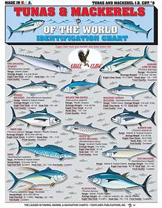 The Chart Of Tuna And Mackerel Saltwater Fishing Spanish Mackerel