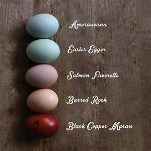 What Color Does Your Chicken Lay Amercauna Easter Egger Salmon