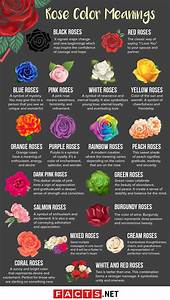 The Color Scheme For Roses Is Shown In This Graphic Style Which