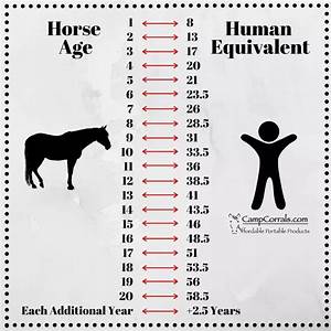 Pin By Natalie Miner On Horsey Things Funny Horses Horse Age Horse