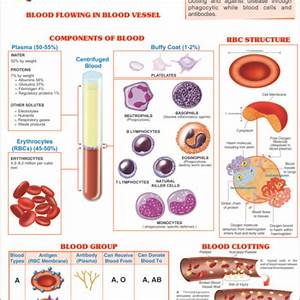 Human Blood Chart Human Blood Chart Manufacturer Hospital Human Blood