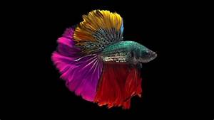 Betta Fish Colors Patterns Varieties You May Be Able To Own