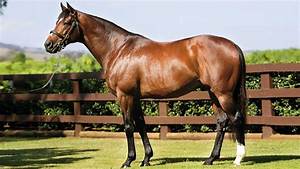 Thoroughbred Horse Breed Information History Videos Pictures