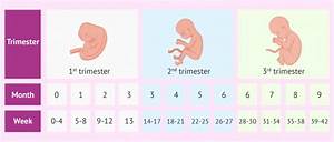Pregnancy From Antenatal To Postnatal Panosundaki Pin